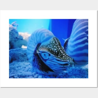 chambered nautilus, nautilidae, mollusk, nautilus, nautilus pompilius, nautilus shell, ammonite, ammonoidea, ammonites, mollusca, molluscs, shell, cephalopod, nudibranch, nudibranch Posters and Art